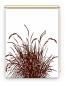 Preview: Rollo Reed24 coffee  blanco, Rollo, Motivrollo, Rollo mit Druck, Fotorollo, bedrucktes Rollo, Fensterrollo,verdunkelndes Rollo, Sonnenschutz Rollo